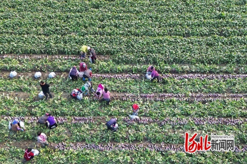 图为10月25日，河北省玉田县陈家铺镇高家铺村，农民正在田间收获萝卜。