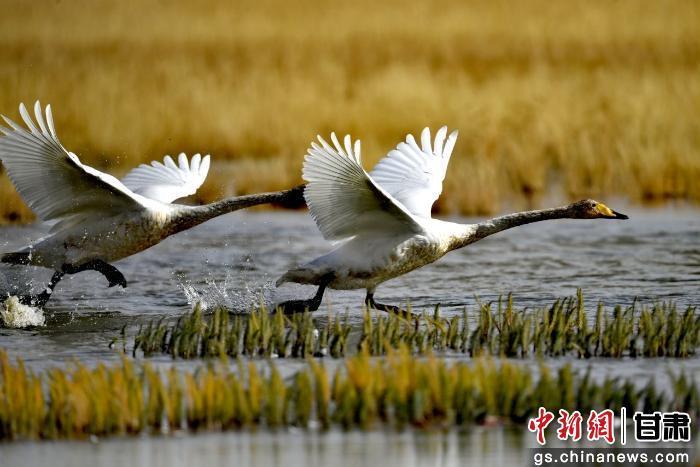 图为在甘肃盐池湾国家级自然保护区内，斑头雁、大天鹅、反嘴鹬等珍稀鸟类在湿地水域间游弋觅食、振翅翱翔，为深秋的高原湿地增添了灵动生机。色拥军　摄