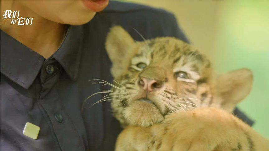 体弱小老虎被饲养员宠上天，窝人怀里睡觉，享专属“大猫”按摩