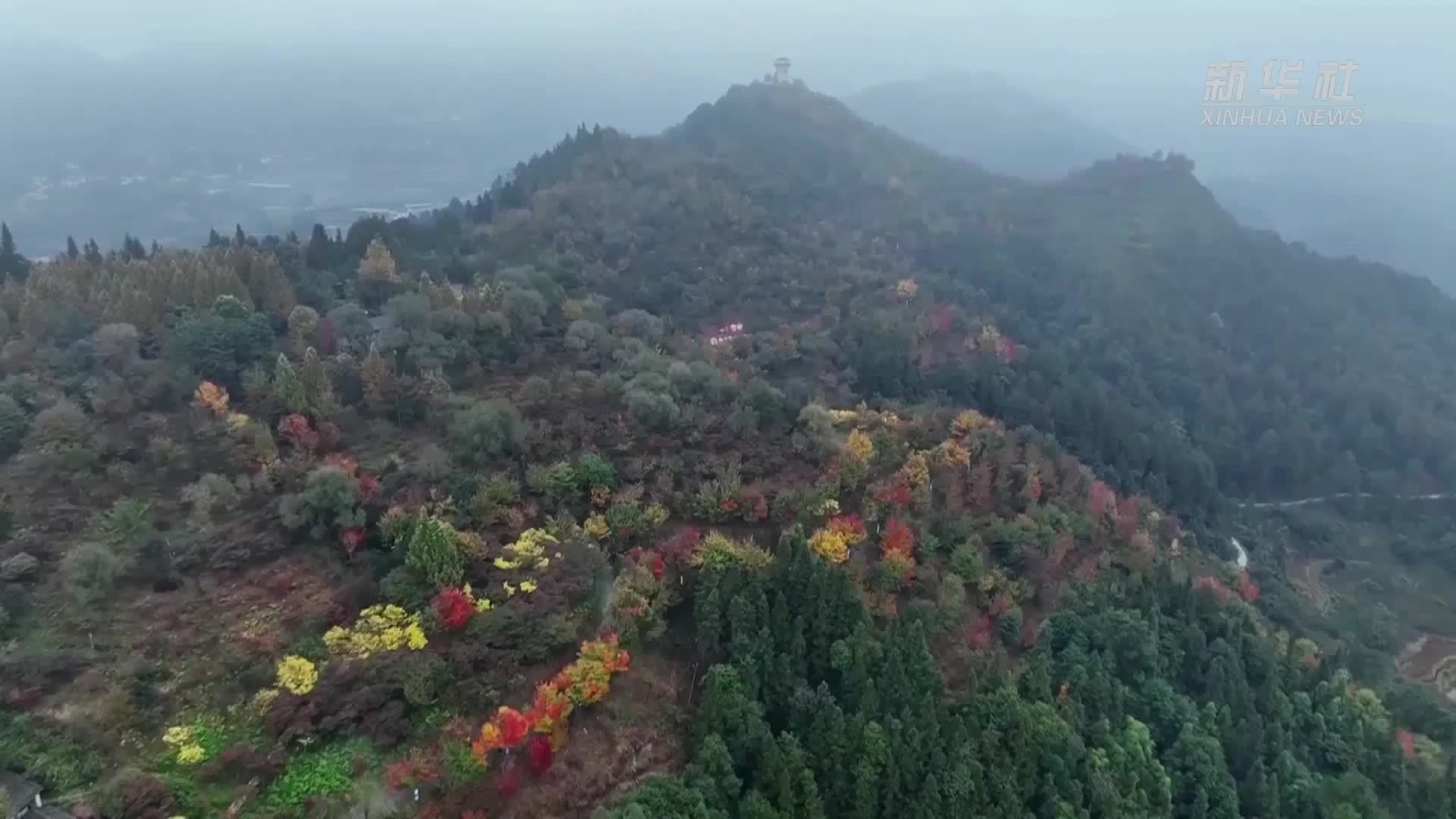重庆巴南：彩色森林“画出”初冬的浪漫