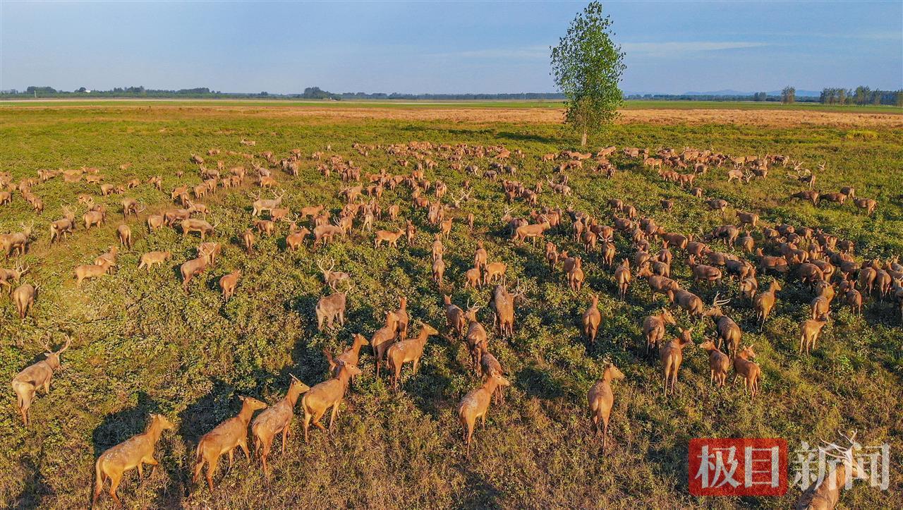 石首麋鹿国家级自然保护区内，麋鹿在觅食、撒欢（极目新闻记者 黄志刚 摄）