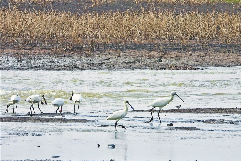 鄱阳湖迎来大量越冬候鸟（图）