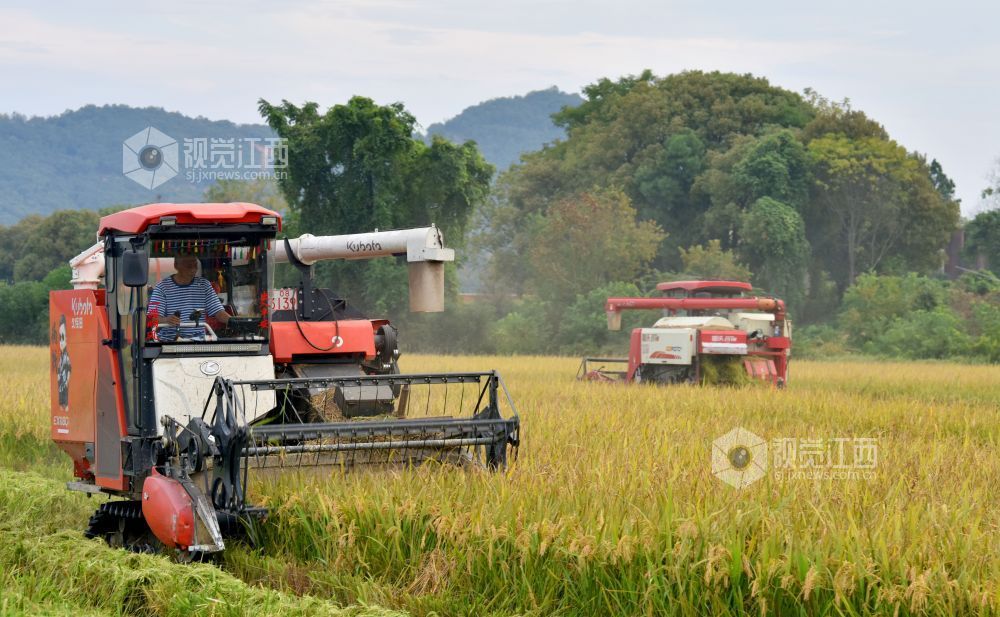 2025年11月2日,在江西景德镇市乐平市接渡镇南畈村委会小岗咀村广袤的田畈上,乐平市程秀青水稻种植家庭农场正用收割机收割丰收的晚稻。