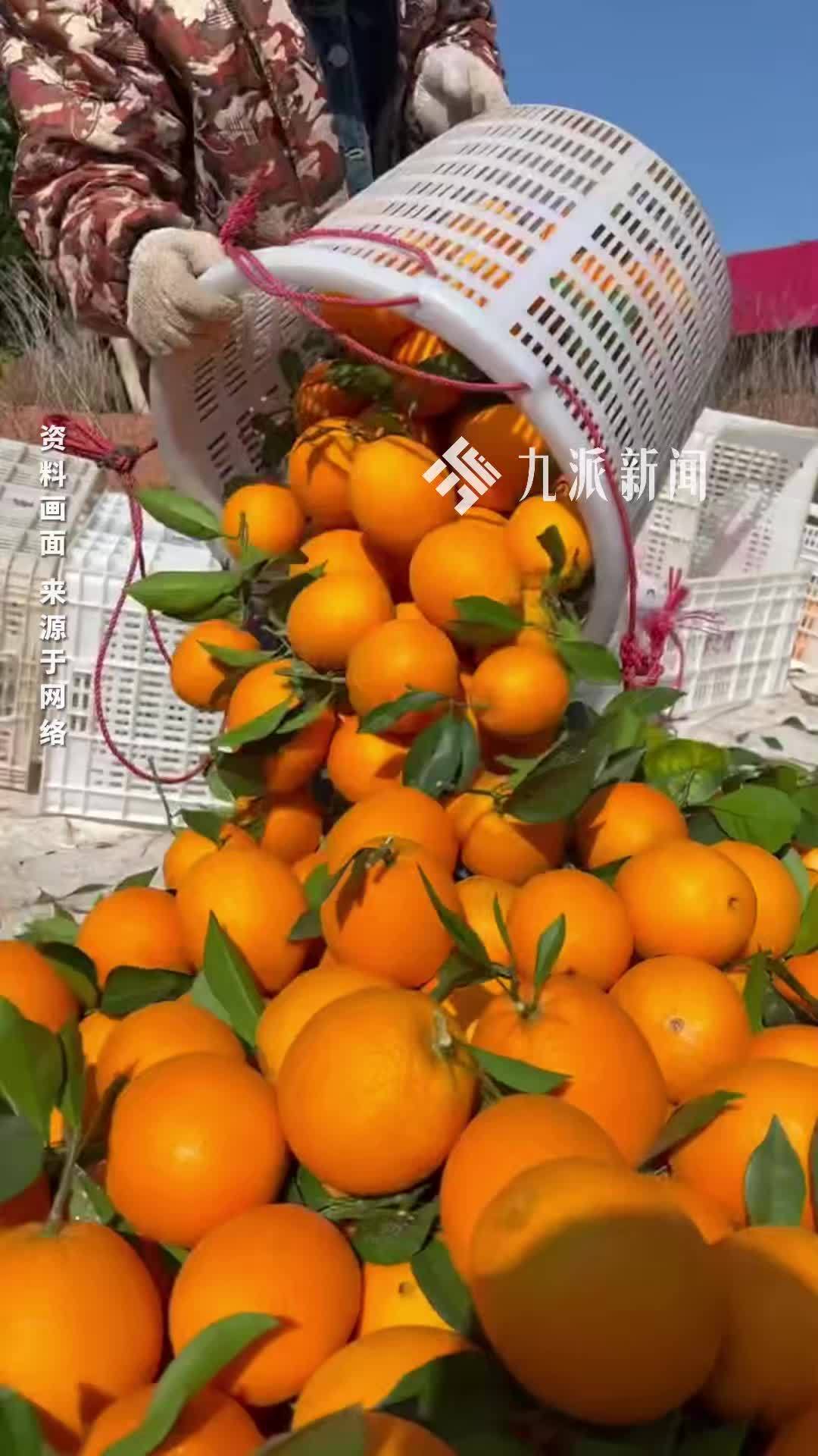 赣南脐橙迎丰年，收购价每斤一元多，果农“愁卖”，当地：价格比往年低，但在正常范围