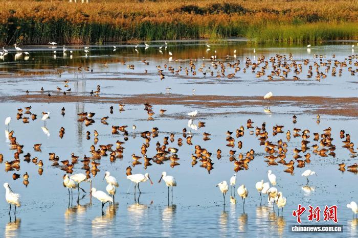 “京津冀最美湿地”衡水湖开启“黄金观鸟季”