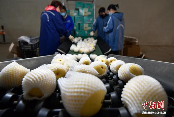 11月6日,中国雪花梨之乡——河北赵县,一家梨果销售企业的工作人员按大小分拣梨果。中新社记者 翟羽佳 摄