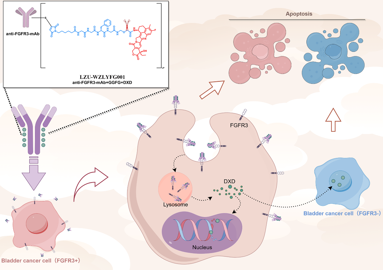 兰大团队研发新靶向药 全球膀胱癌患者福音来啦