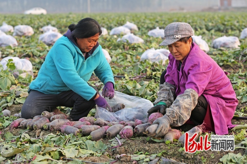 图为10月25日，河北省玉田县陈家铺镇高家铺村，农民正在田间收获萝卜。