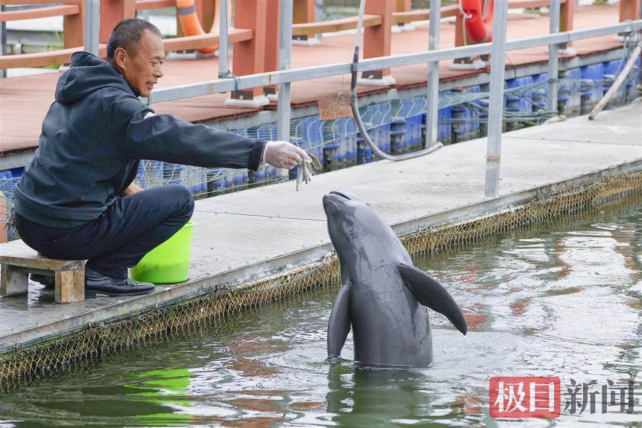 湖北长江天鹅洲白鱀豚国家级自然保护区，江豚饲养员丁泽良在喂养江豚（极目新闻记者 李辉 摄）