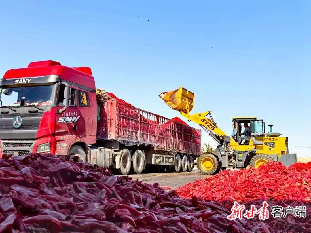 采摘辣椒被装车外运