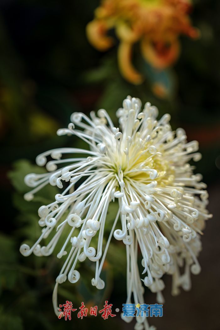 趵突泉金秋菊展盛装绽放，游客市民共赏千菊争艳