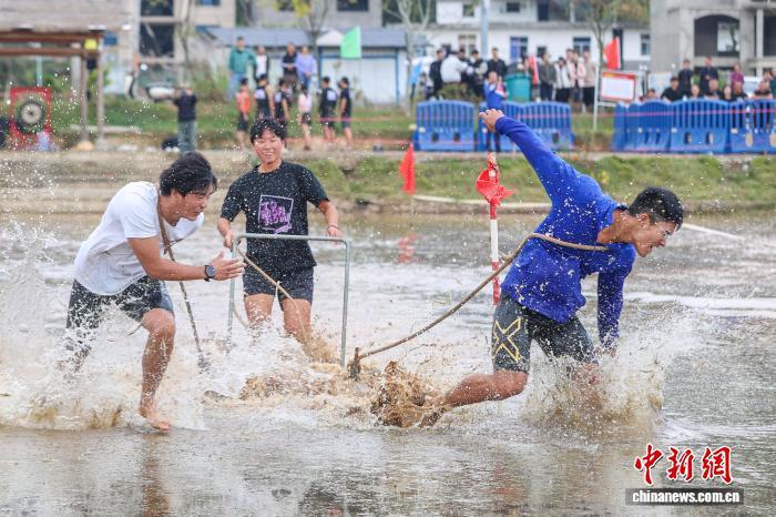 图为木碾犁田项目中,选手在水田里拉木碾。中新社记者 刘力鑫 摄