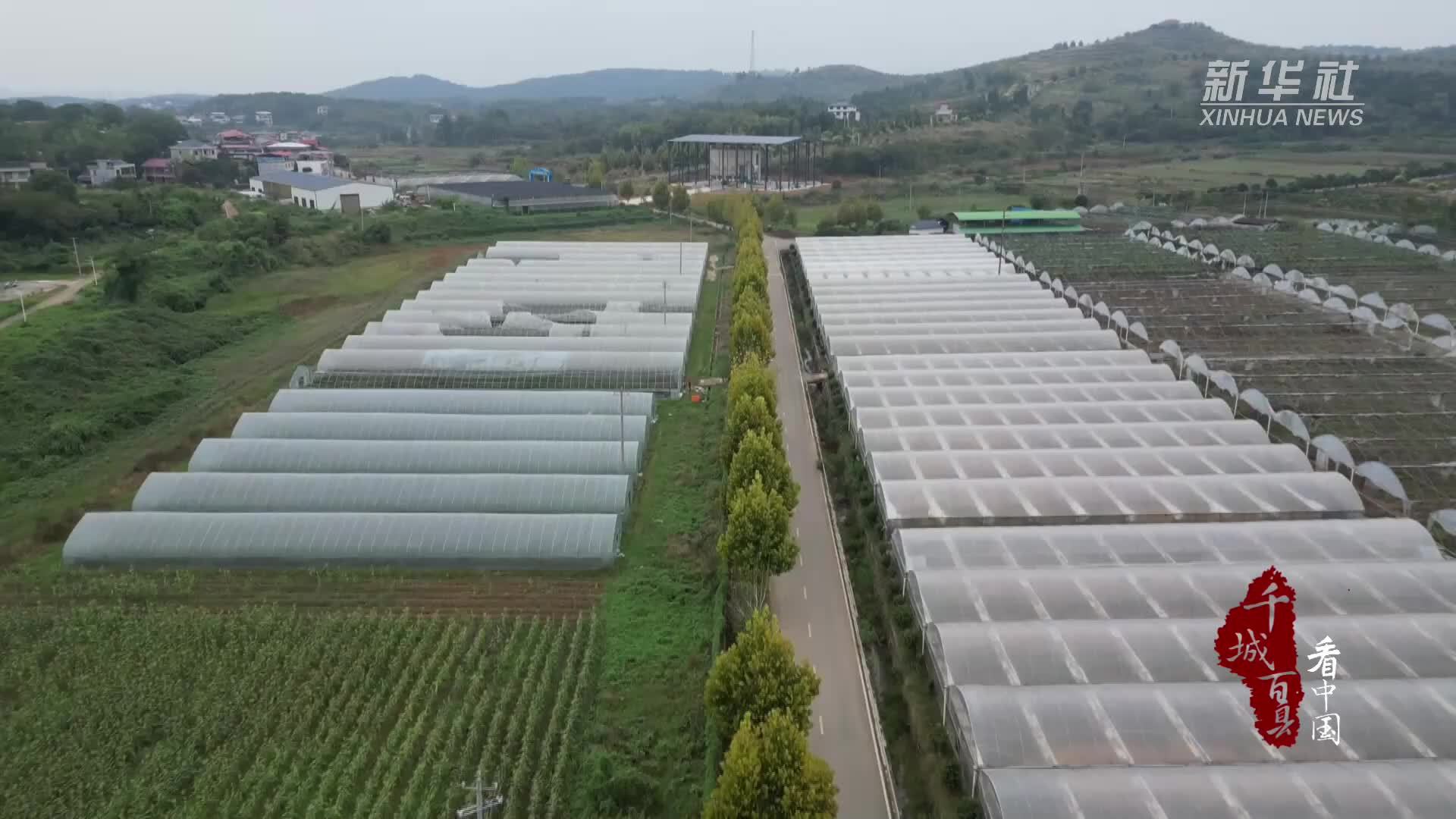 千城百县看中国｜湖南祁阳：一棚多用迎辣椒丰收