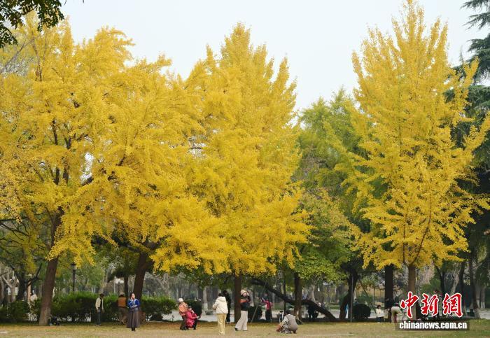 11月5日，河北石家庄街边一公园，民众赏秋景、拍美照，尽享秋日惬意。中新社记者 翟羽佳 摄