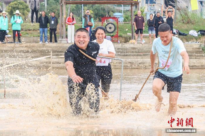 图为木碾犁田项目中,选手在水田里拉木碾。中新社记者 刘力鑫 摄
