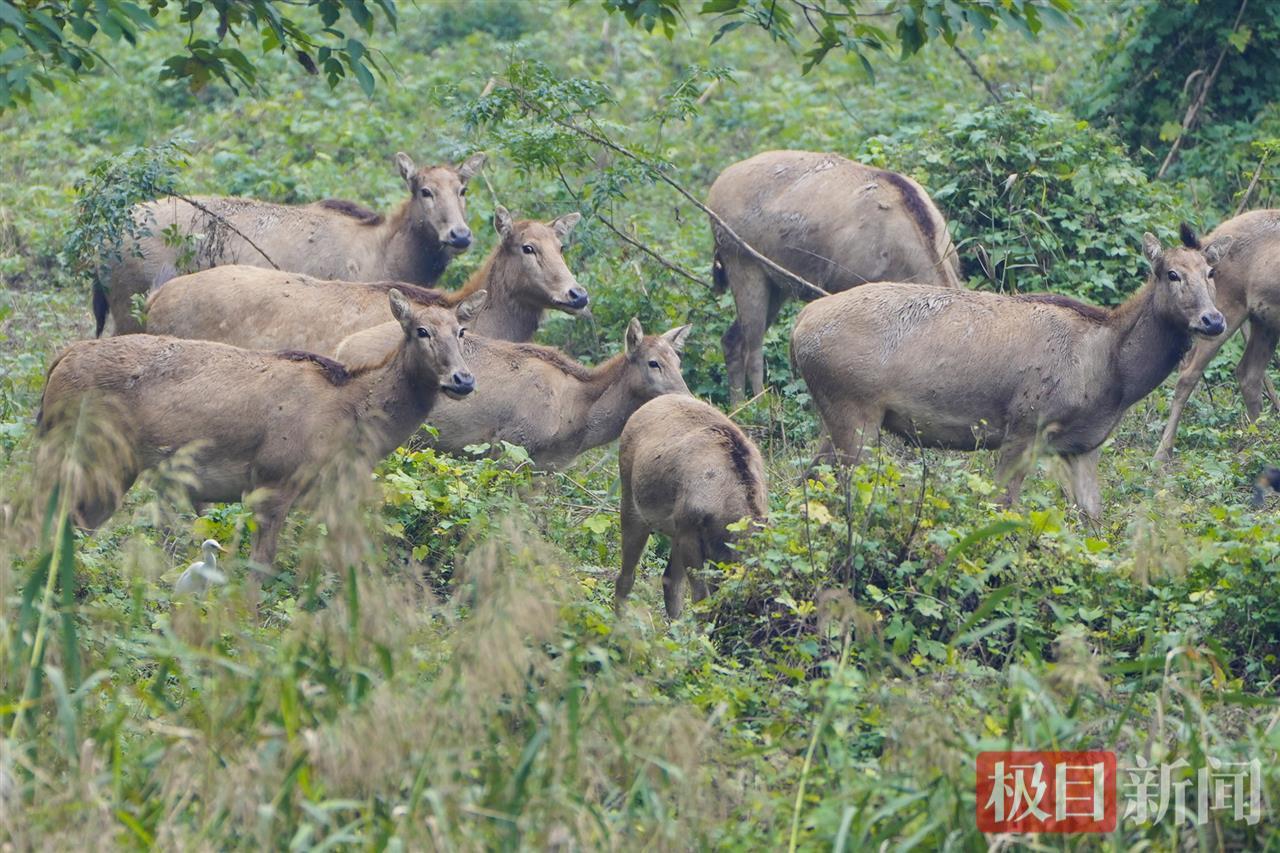 10月29日，在石首麋鹿国家级自然保护区，成群麋鹿在悠闲觅食（极目新闻记者 李辉 摄）