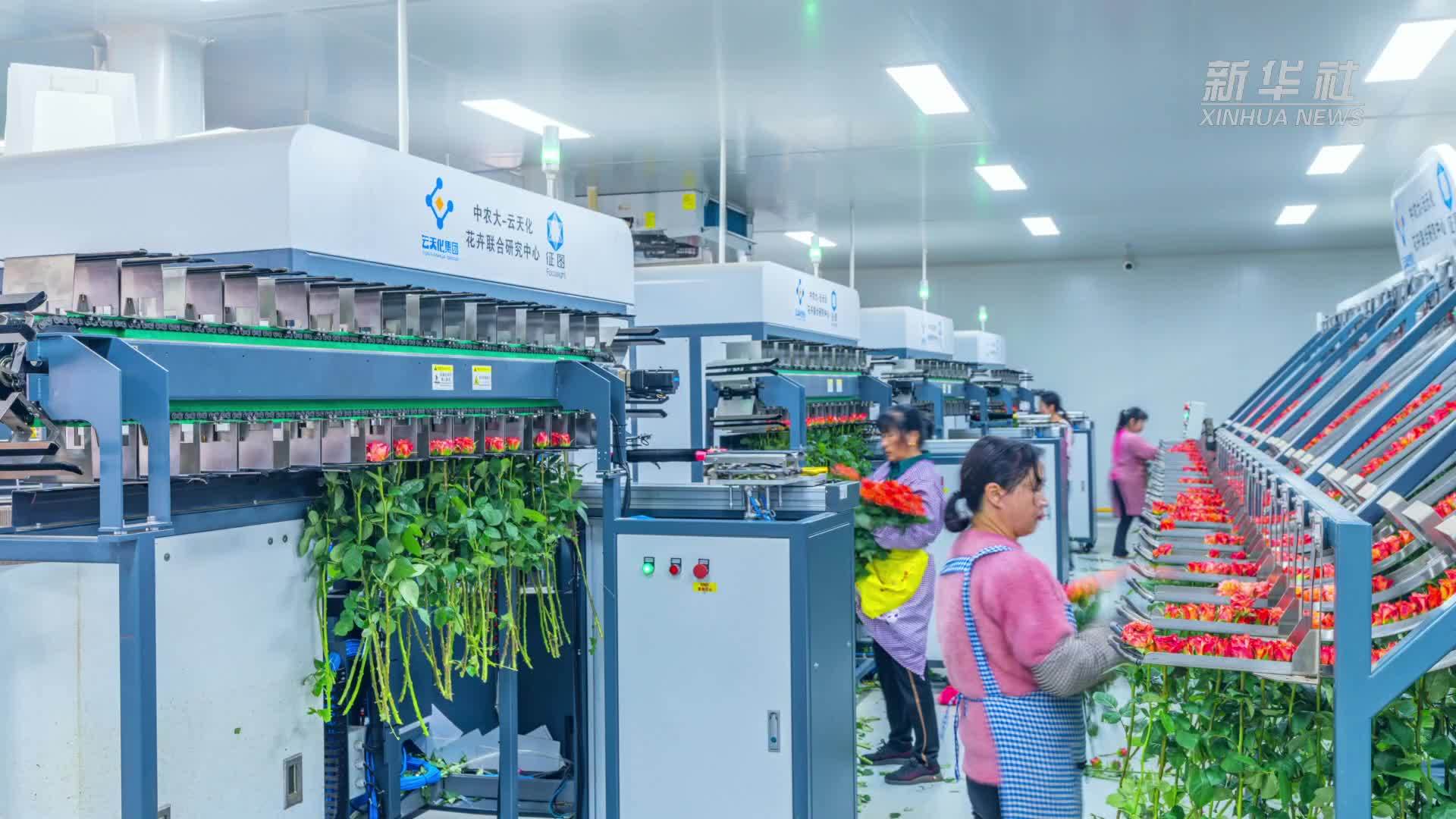 日均产量超1600万枝鲜切花：云南晋宁备战“双十一”