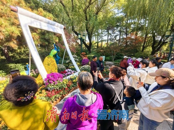 花海模式已开启，趵突泉菊展最佳观赏期来了！