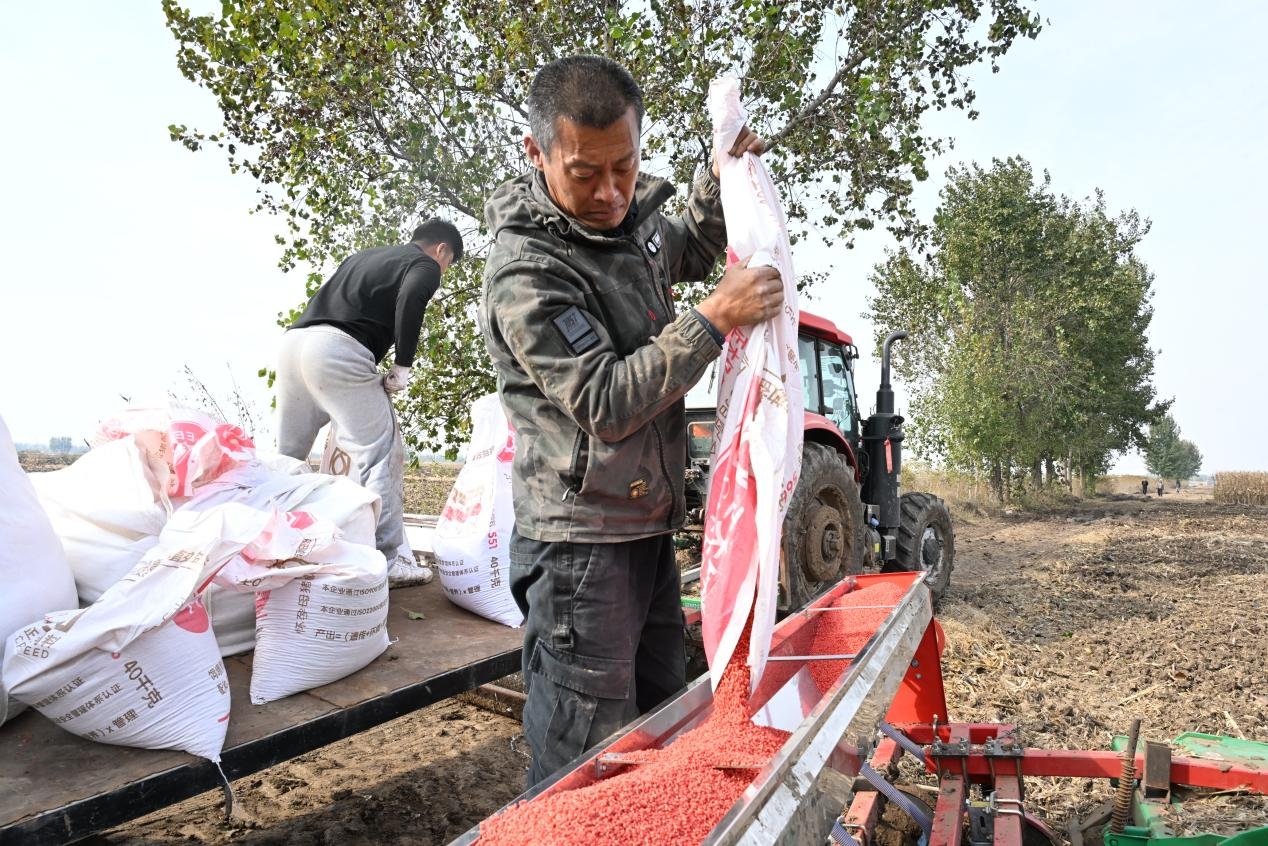 山东即墨:立冬近 农事忙