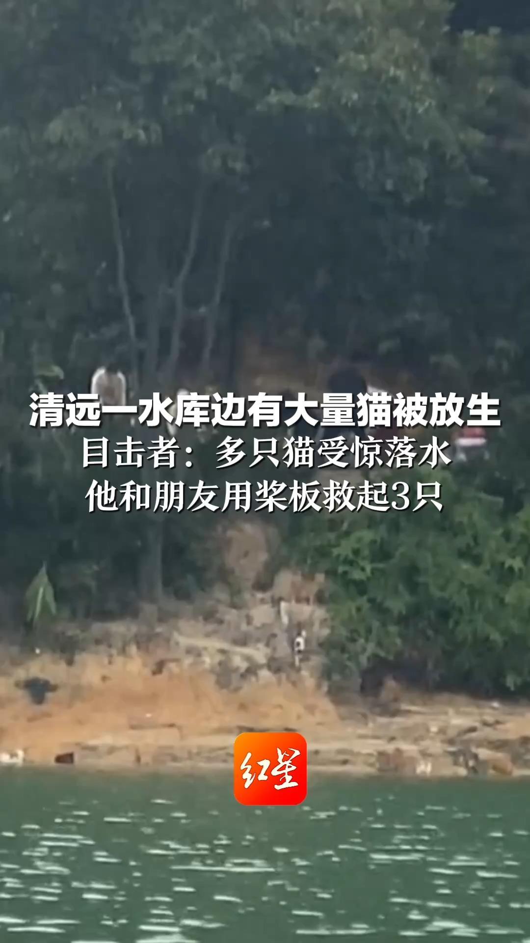 清远一水库边有大量猫被放生  目击者：多只猫受惊落水 他和朋友用桨板救起3只  警方称将追查放生者