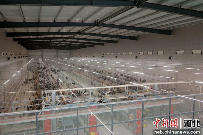图为非笼养蛋鸡智能化养殖示范基地鸡舍。 卢文彬 摄