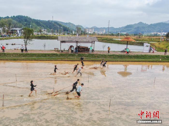 图为木碾犁田项目中,选手在水田里拉木碾。(无人机照片)中新社记者 刘力鑫 摄