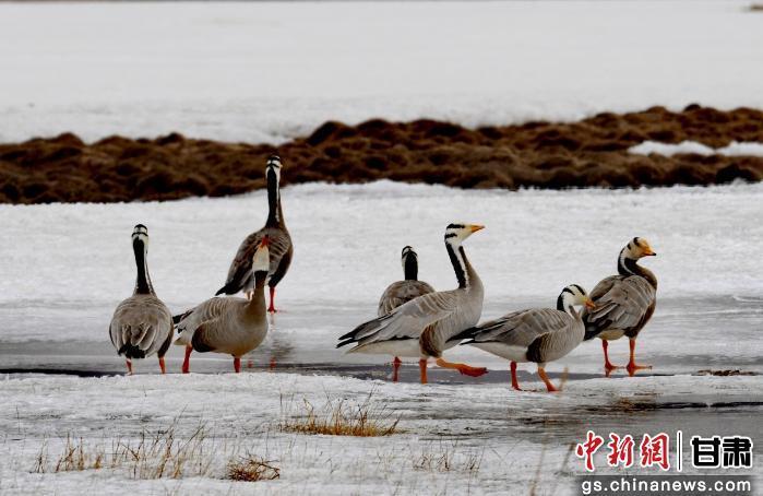 图为在甘肃盐池湾国家级自然保护区内，斑头雁、大天鹅、反嘴鹬等珍稀鸟类在湿地水域间游弋觅食、振翅翱翔，为深秋的高原湿地增添了灵动生机。色拥军　摄