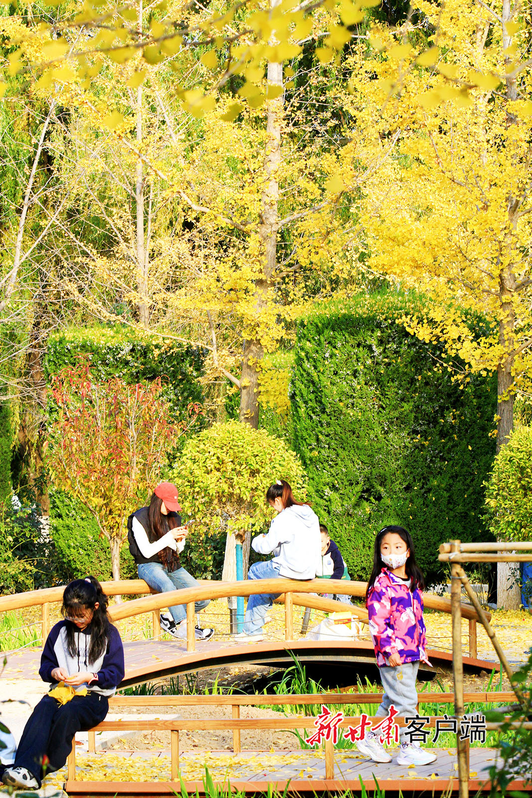 甘肃平凉银杏大道美如画