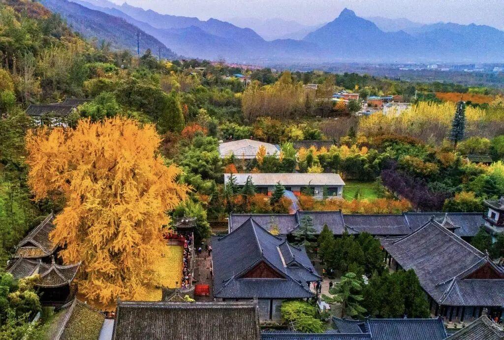 西安古观音禅寺千年银杏火出圈 网上预约错峰游览已开启