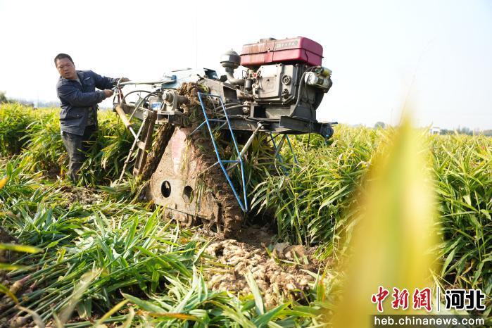 图为河北省隆尧县悦富家庭农场生姜种植基地里，农民正在用拔姜机拔姜。 郭泽鑫 摄