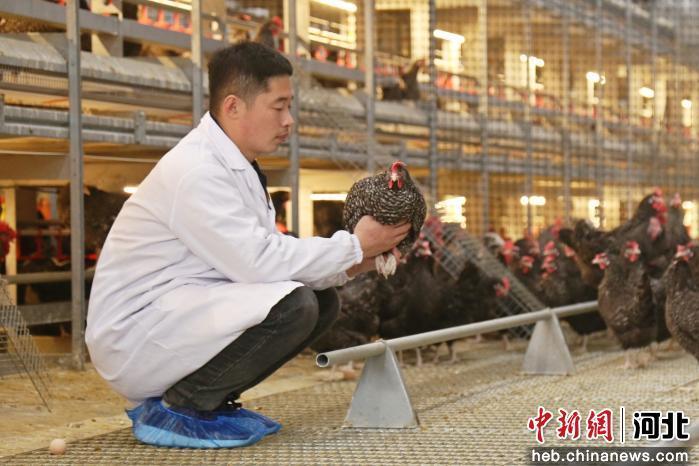 图为工作人员在检查蛋鸡健康状况。 郭江鹏 摄