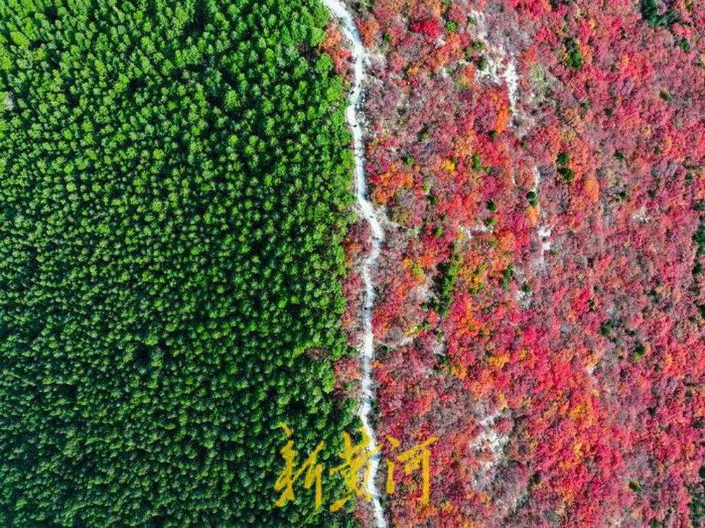 半山苍翠半山红！济南“鸳鸯火锅”惊艳上线