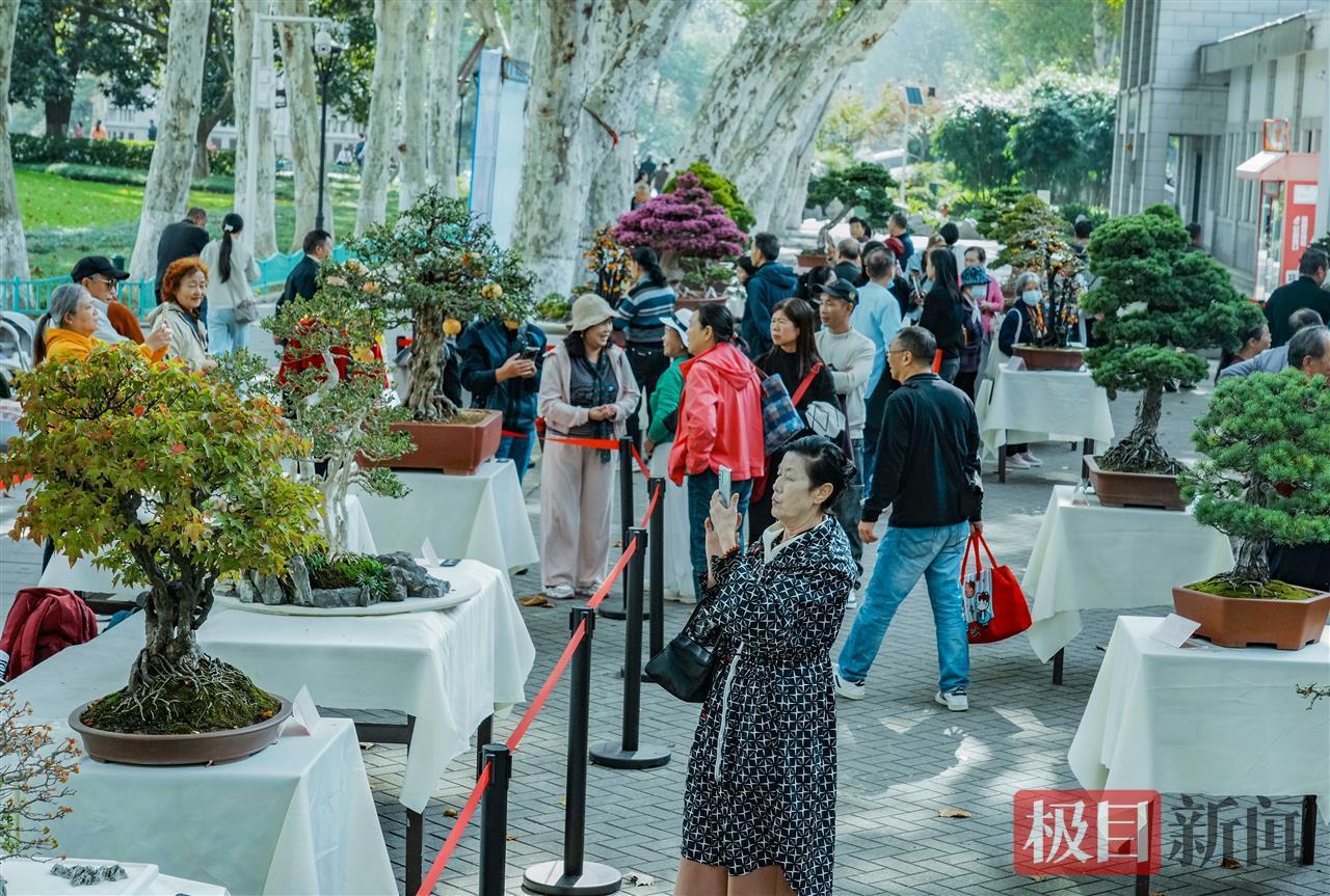 精美的盆景打动人