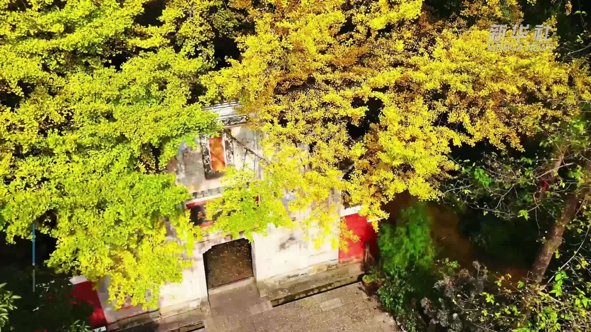 贵州黄平：飞云崖银杏迎来最佳观赏期