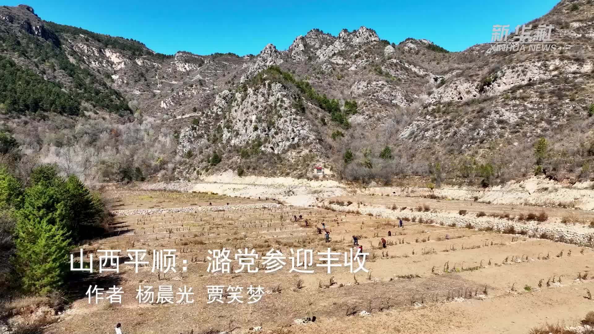 山西平顺：潞党参迎丰收