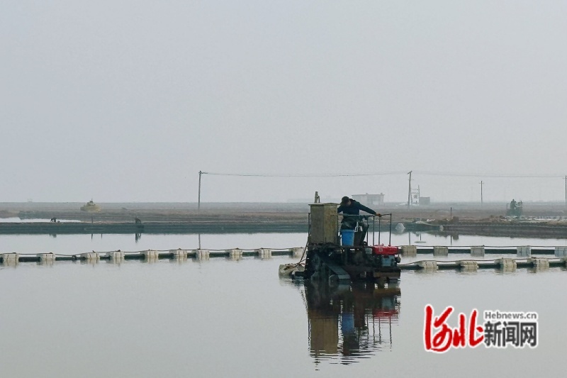 图为河北南堡盐场有限公司的工人正在操作扒盐机。河北日报记者郑雪靓摄