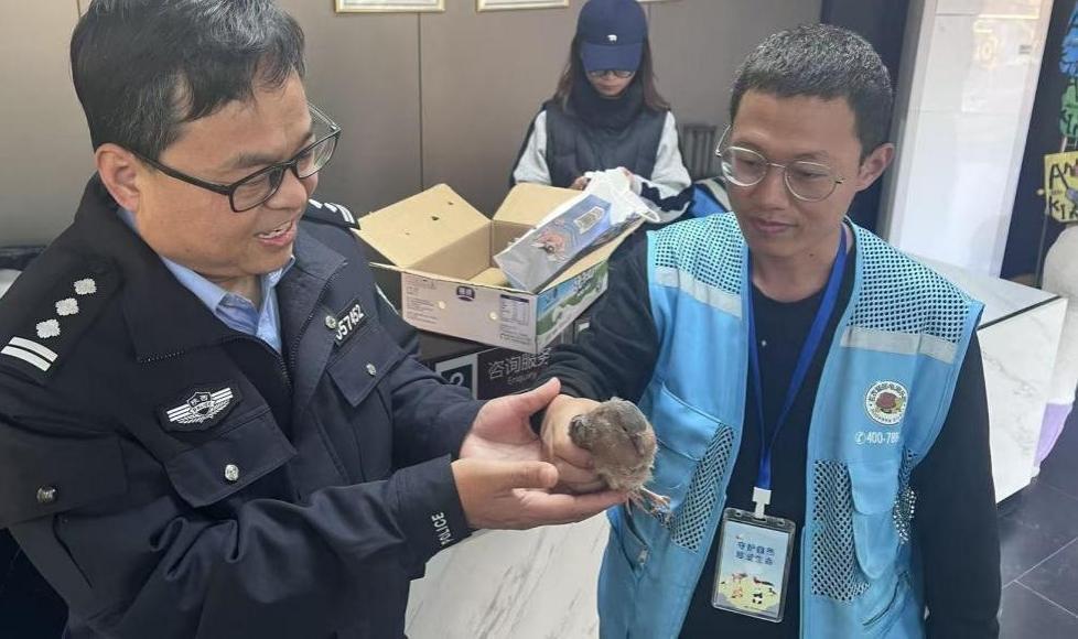 民警将斑鸠送到西咸新区野生动物收容救助站(西咸公安供图)