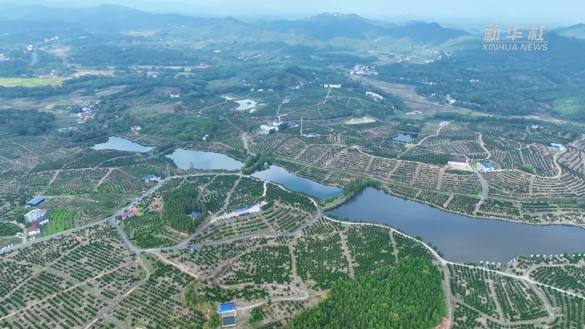 江西信丰：赣南脐橙正式开采