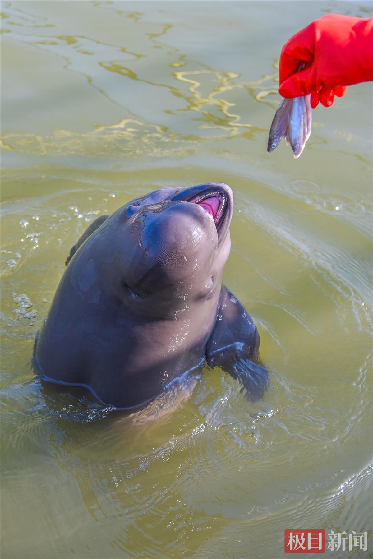 江豚在摄食（极目新闻记者 黄志刚 摄）