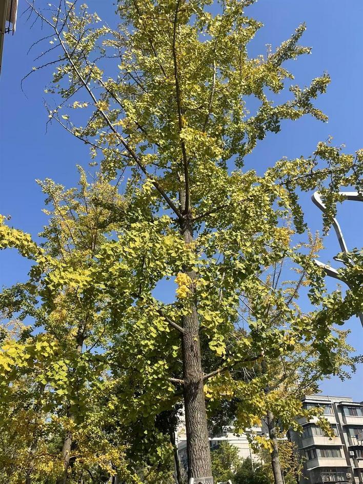 鹦鹉大道上，银杏树叶开始变黄