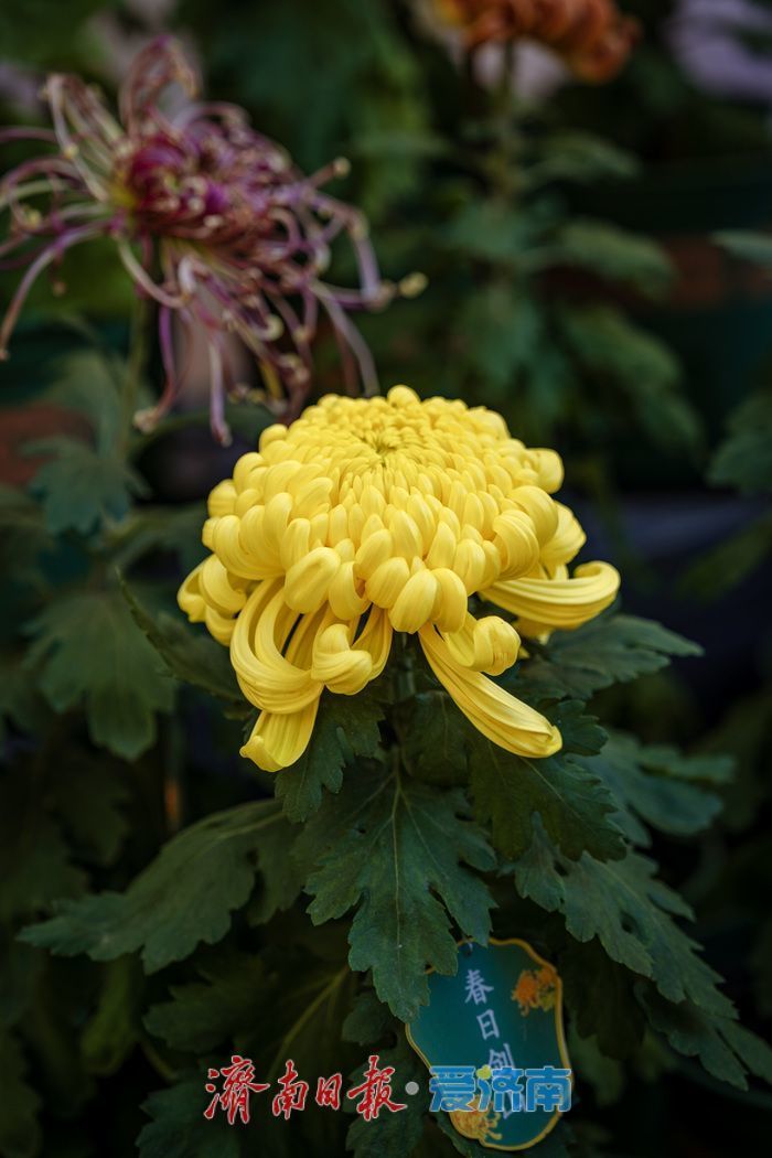 趵突泉金秋菊展盛装绽放，游客市民共赏千菊争艳