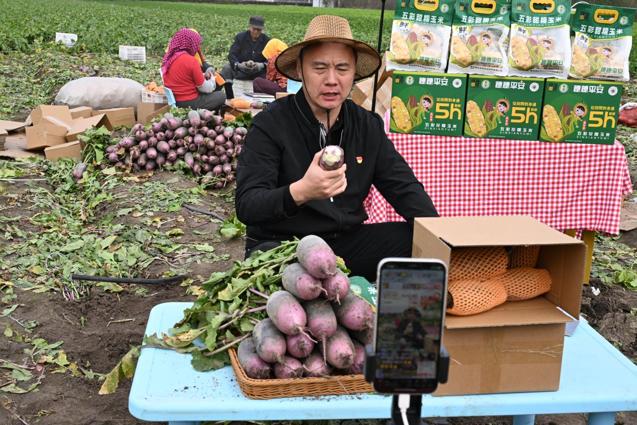 山东即墨:立冬近 农事忙
