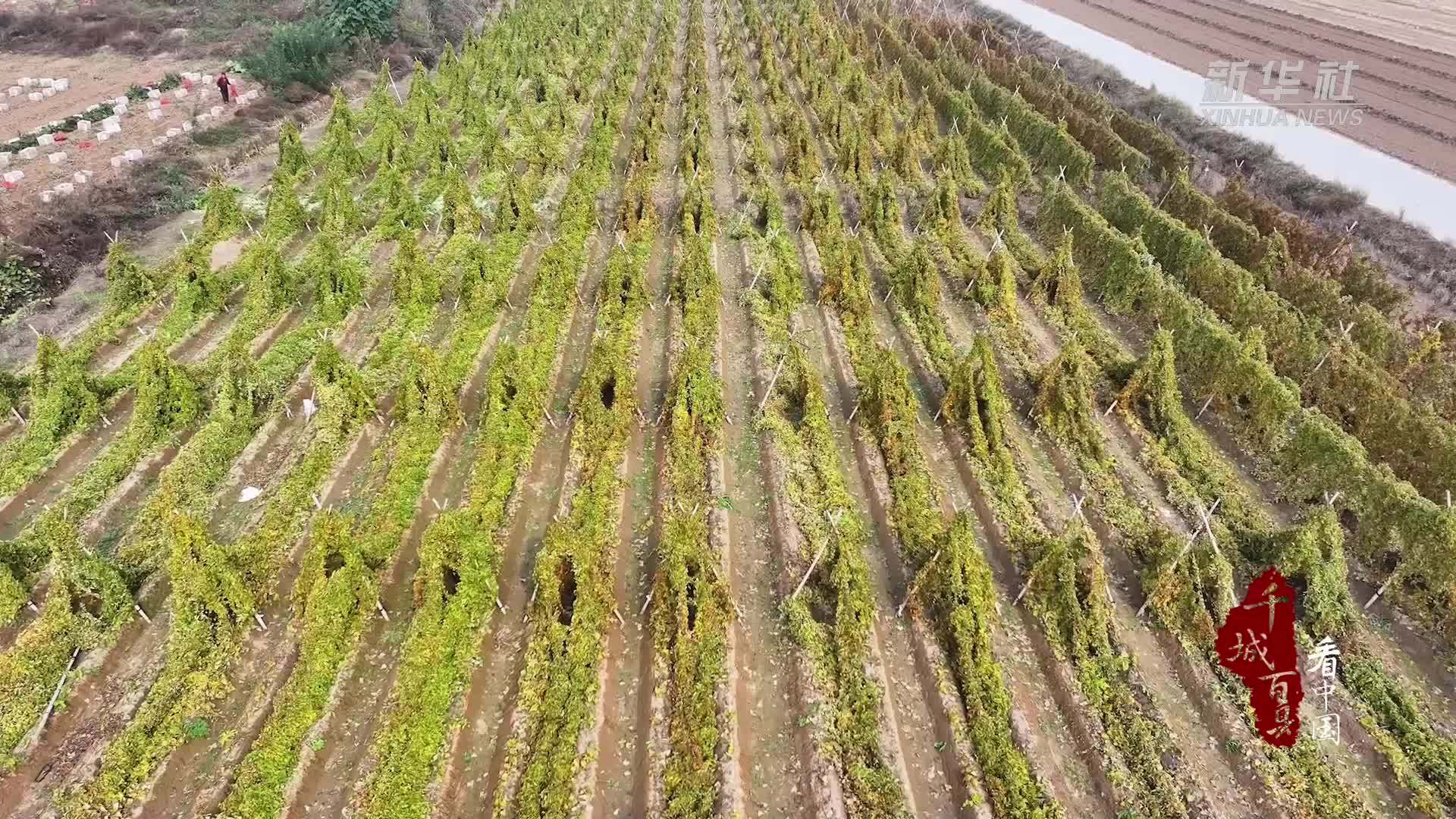 千城百县看中国｜河北广宗：麻山药种植助农增收