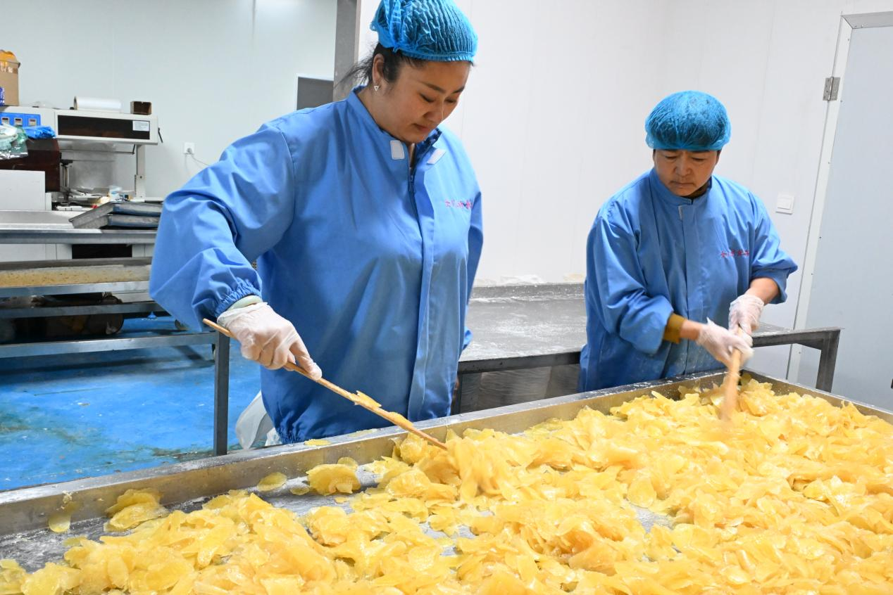 山东即墨:生姜采收忙,采出好“钱”景