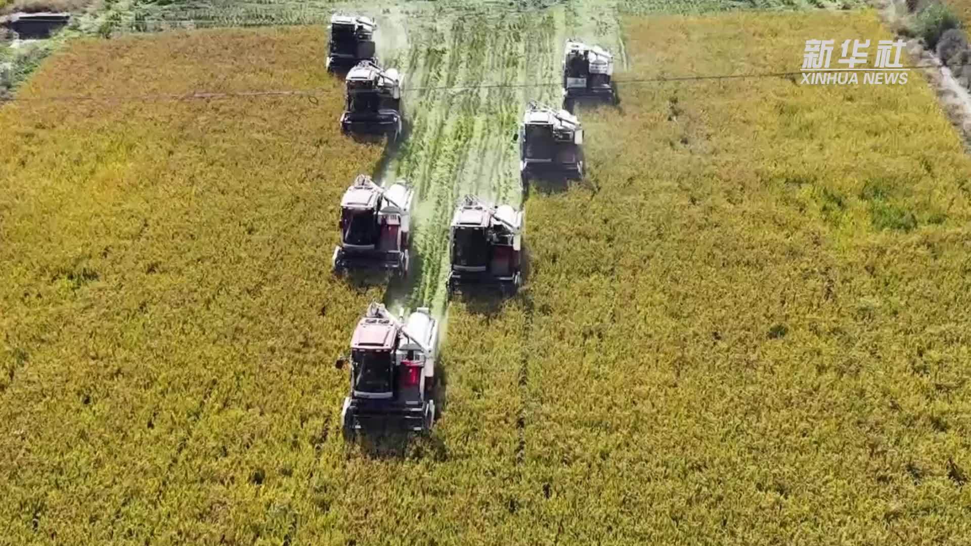 江苏灌云：机械化收粮绘“丰”景