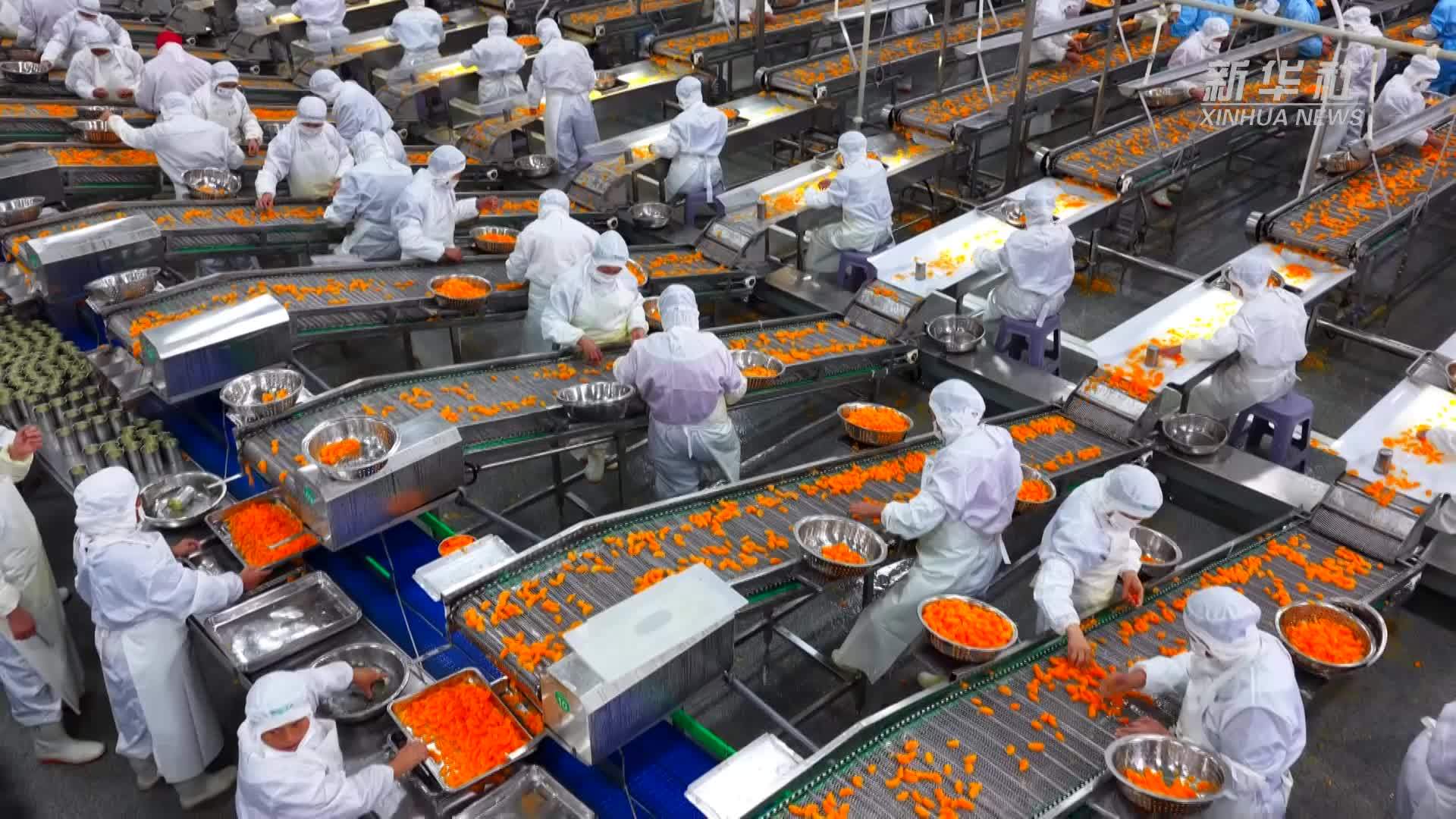 湖北秭归：柑橘深加工出口旺 助农增收促振兴