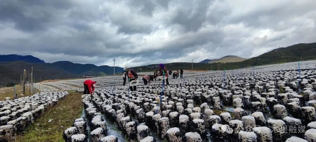 木里 | 小木耳撑起“致富伞” 企地联动让增收路越走越宽