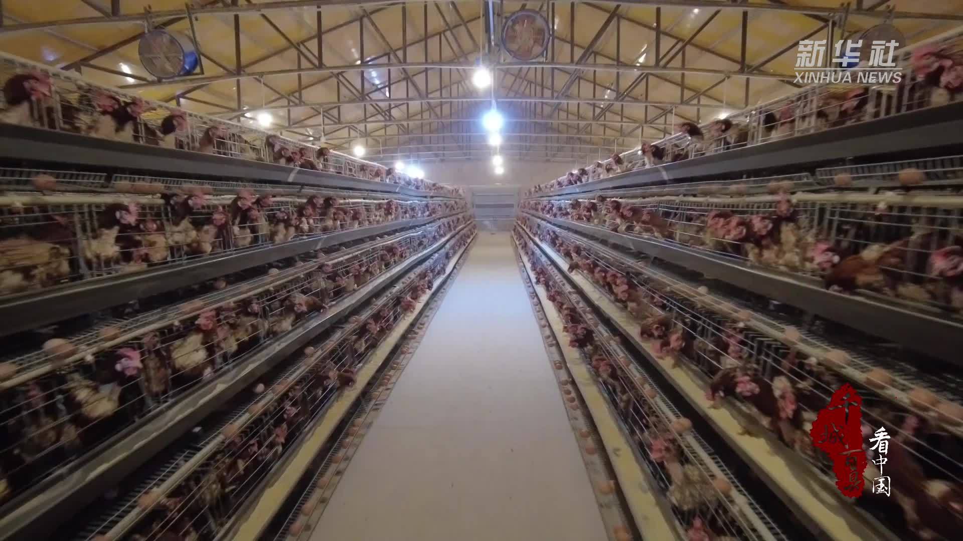 千城百县看中国｜内蒙古：“新农人”筑梦智能鸡场“孵”出致富蛋