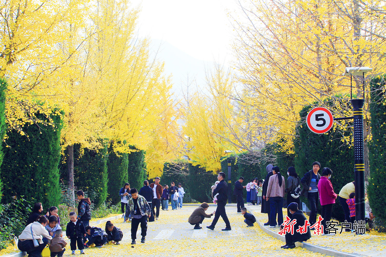 甘肃平凉银杏大道美如画