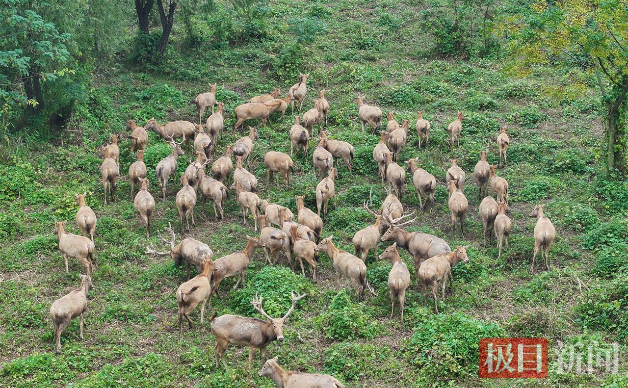 10月29日，在石首麋鹿国家级自然保护区，成群麋鹿在悠闲觅食（极目新闻记者 马星翔 摄）